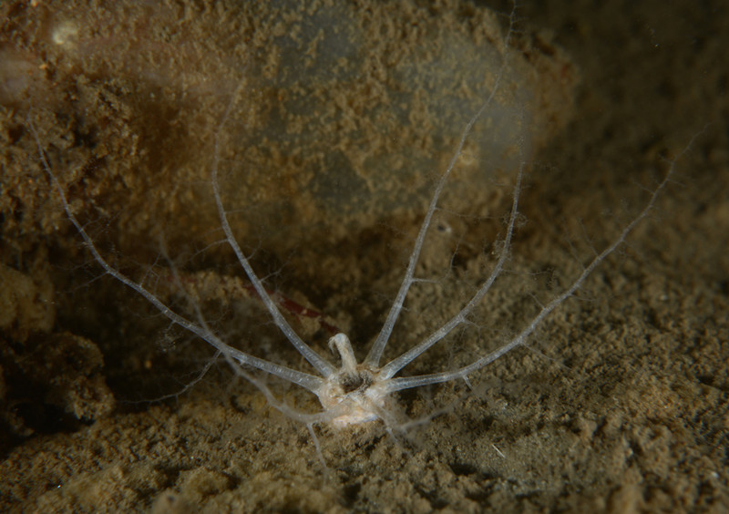 Leptopentacta elongata - Sea Cucumbers (Echinodermata)