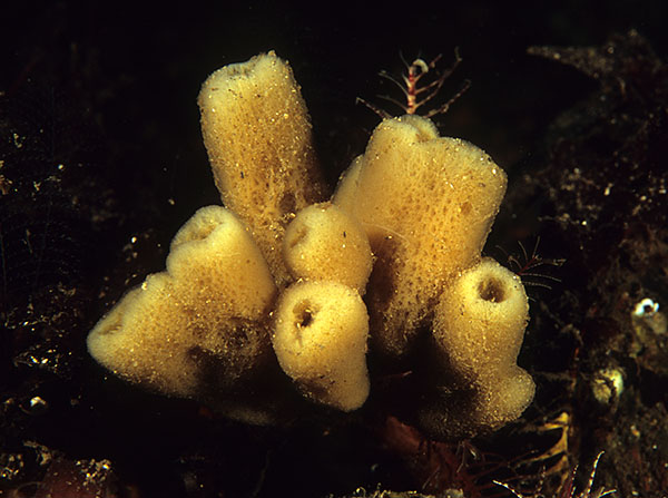 Haliclona urceolus - Sponges (Porifera)