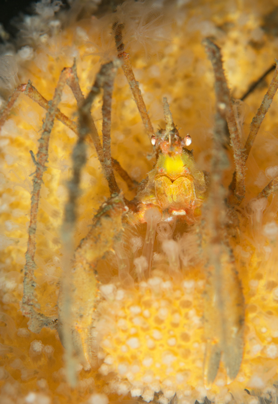 Macropodia rostrata - Crabs, Lobsters, Shrimps & Prawns etc (Crustacea)