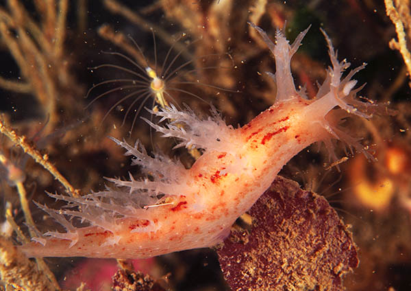 Dendronotus europaeus - Sea Slugs & Sea Hares (Nudibranchs etc)