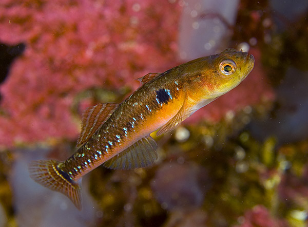 Gobiusculus flavescens - Fishes – bony and cartilagous (Pisces)