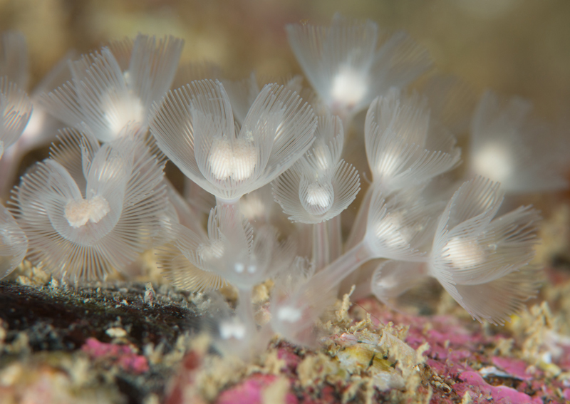 Phoronis hippocrepia - Worms (from various groups)