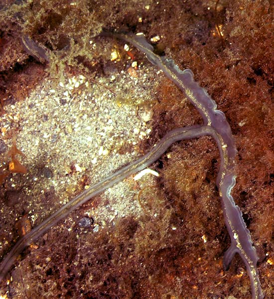 Amalosoma eddystonense - Worms (from various groups)