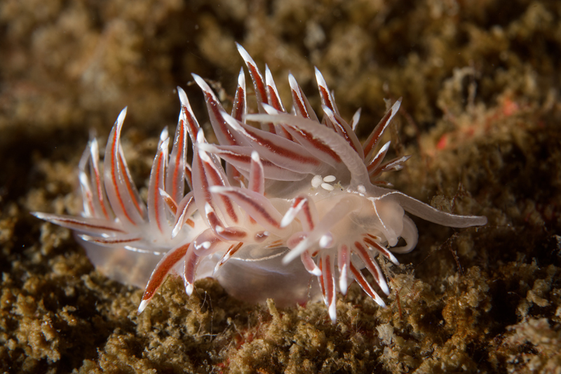 Fjordia sp. - Sea Slugs & Sea Hares (Nudibranchs etc)