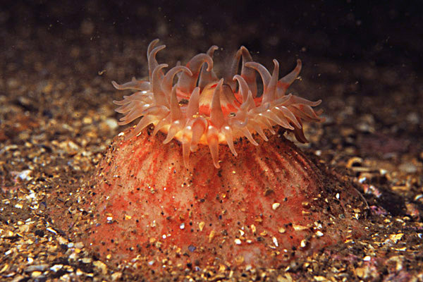 Stomphia coccinea - Anemones (Anthozoa)