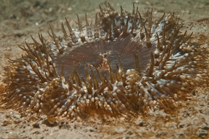 Cereus pedunculatus - Anemones (Anthozoa)