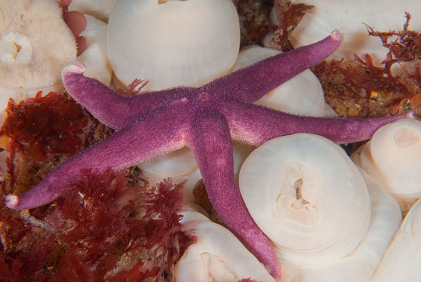 Henricia oculata - Starfish (Echinodermata)