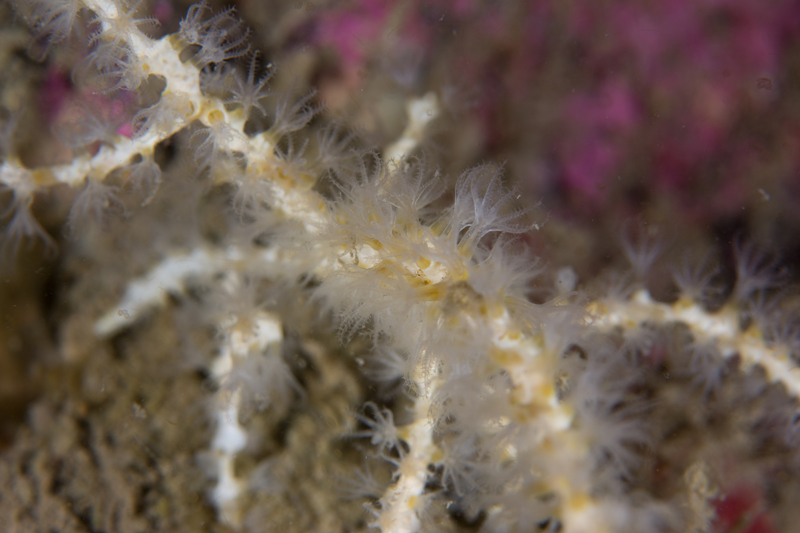 Callistephanus pallida - Corals (Anthozoa)