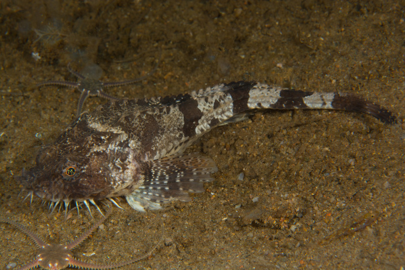 Agonus cataphractus - Fishes – bony and cartilagous (Pisces)