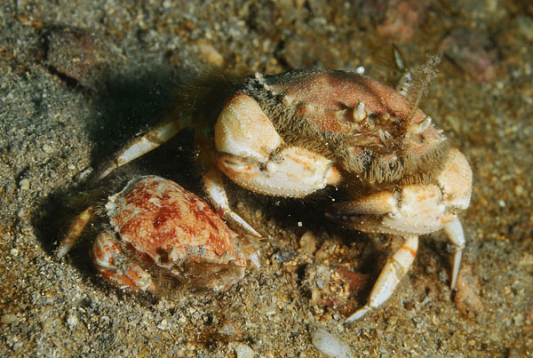 Atelecyclus rotundatus male & remale together - Crabs, Lobsters, Shrimps & Prawns etc (Crustacea)