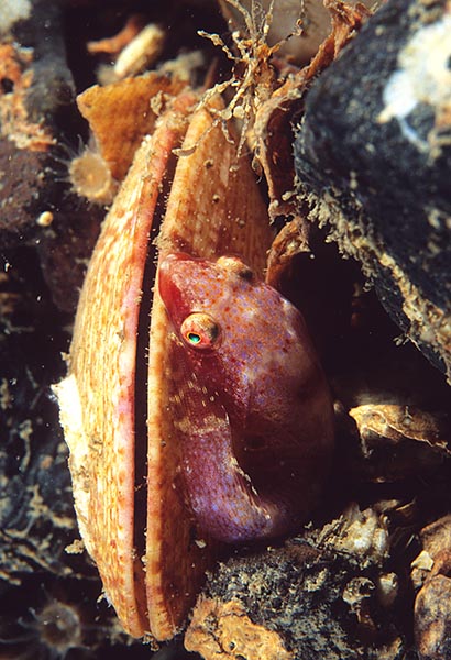 Diplecogaster bimaculata - Fishes – bony and cartilagous (Pisces)