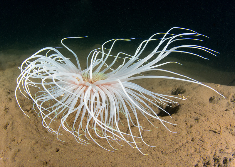 Pachycerianthus multiplicatus - Anemones (Anthozoa)