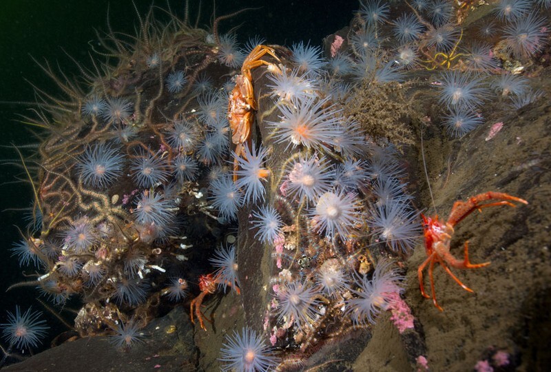 Scottish sea loch - Habitat Scenes