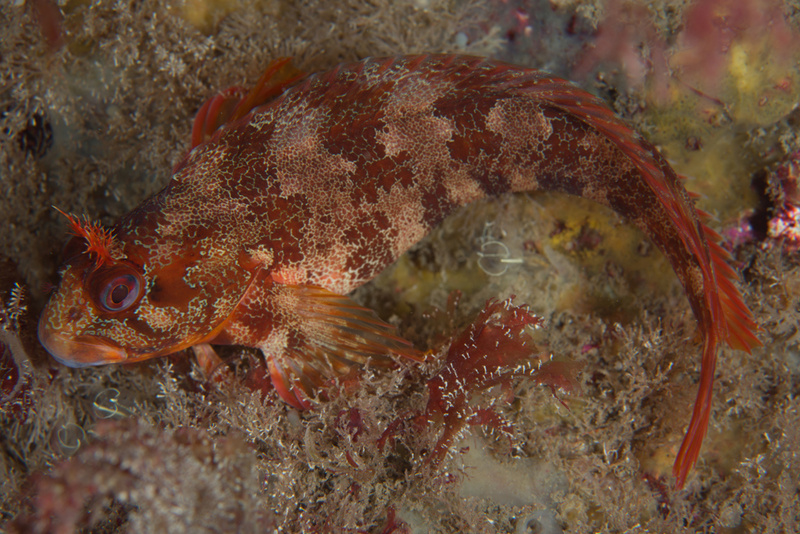 Parablennius gattorugine - Fishes – bony and cartilagous (Pisces)