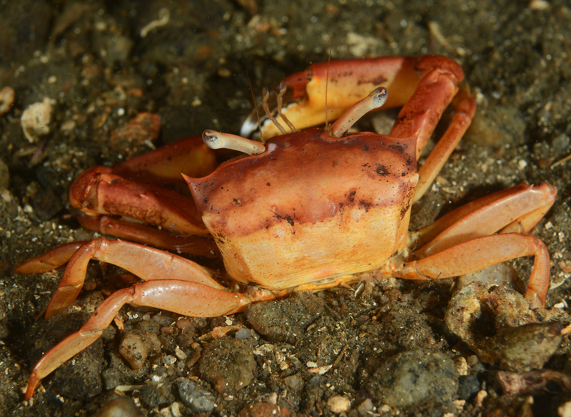 Goneplax rhomboides - Crabs, Lobsters, Shrimps & Prawns etc (Crustacea)