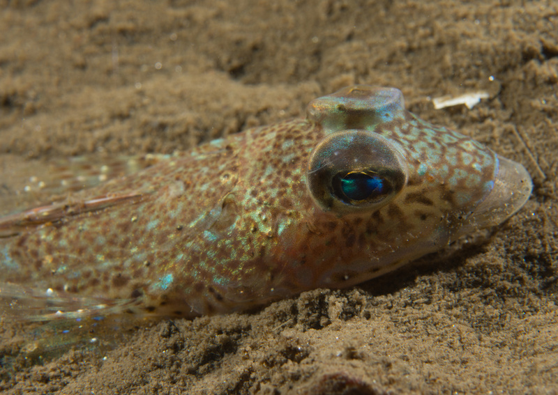 Callionymus maculatus - Fishes – bony and cartilagous (Pisces)