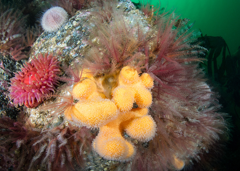 Scottish sea loch - Habitat Scenes