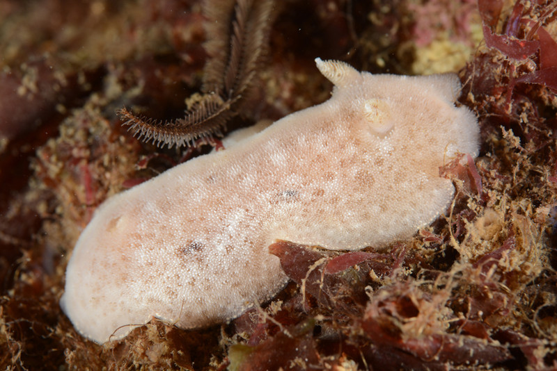 Jorunna tomentosa - Sea Slugs & Sea Hares (Nudibranchs etc)