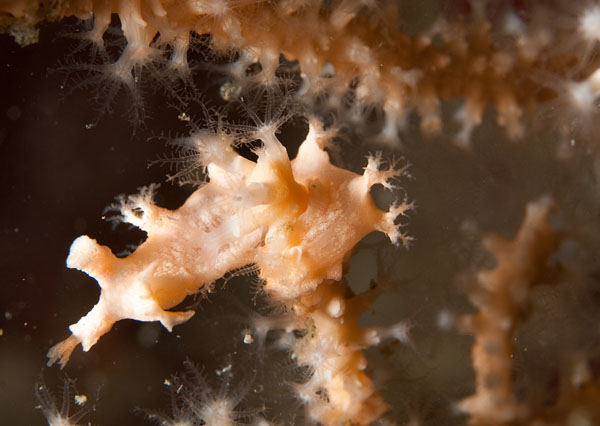 Duvaucelia odhneri - Sea Slugs & Sea Hares (Nudibranchs etc)
