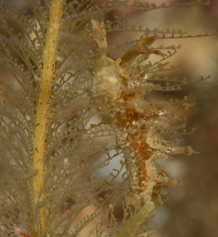 Lomanotus marmoratus - Sea Slugs & Sea Hares (Nudibranchs etc)
