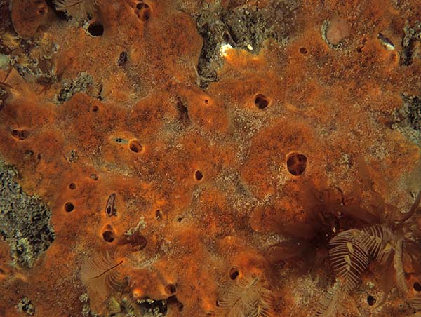 Crella rosea TBC - Sponges (Porifera)
