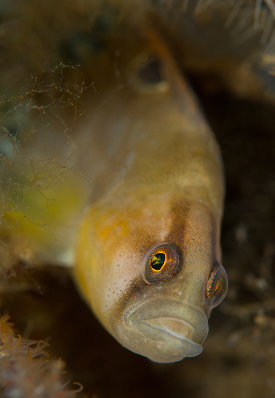 Pholis gunnellus - Fishes – bony and cartilagous (Pisces)