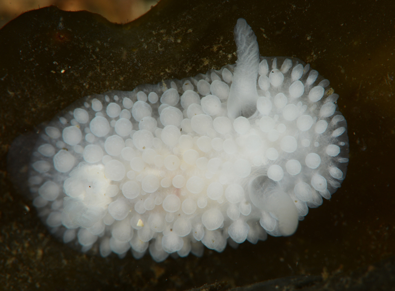 Onchidoris muricata - Sea Slugs & Sea Hares (Nudibranchs etc)