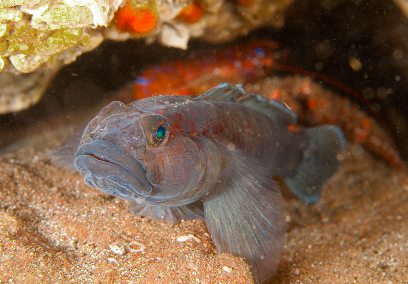 Thorogobius ephippiatus - Fishes – bony and cartilagous (Pisces)