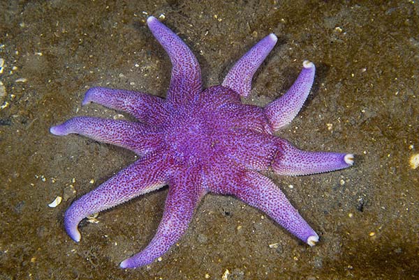 Solaster endeca - Starfish (Echinodermata)