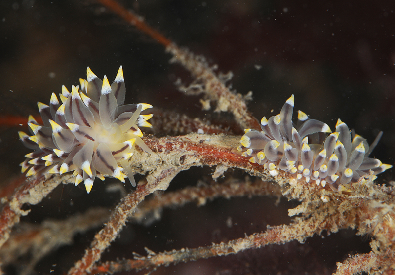 Eubranchus tricolor - Sea Slugs & Sea Hares (Nudibranchs etc)