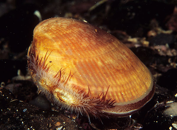 Laevicardium crassum - Sea Snails, Bivalves & Lamp Shells (Mollusca etc)