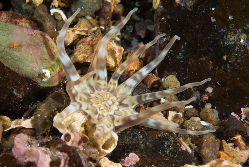 Pechia cylindrica - Anemones (Anthozoa)