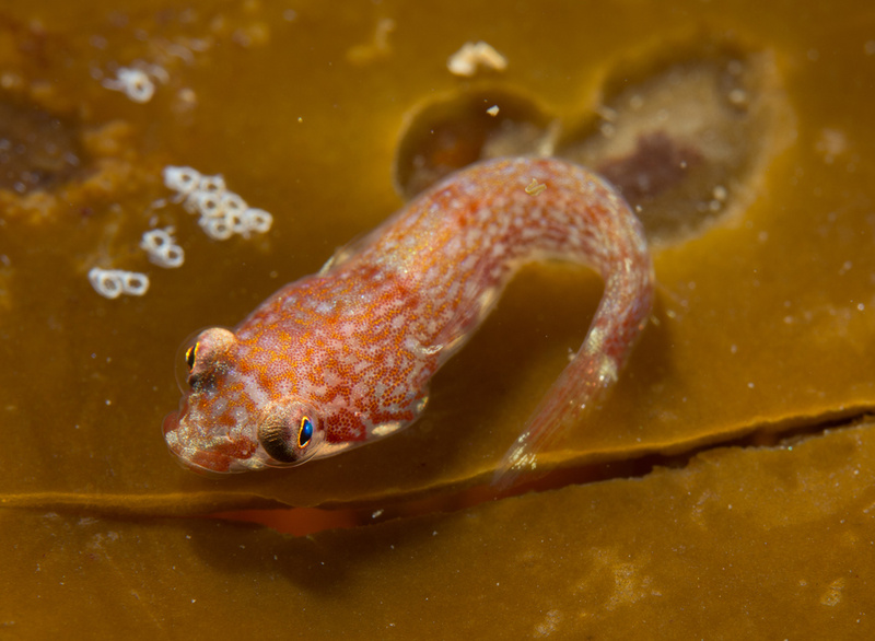 Diplecogaster bimaculata - Fishes – bony and cartilagous (Pisces)