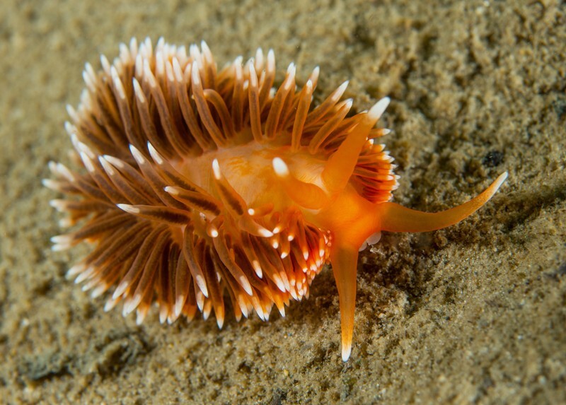 Aeolidiella sanguinea - Sea Slugs & Sea Hares (Nudibranchs etc)