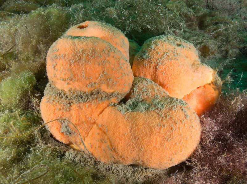 Suberites ficus - Sponges (Porifera)