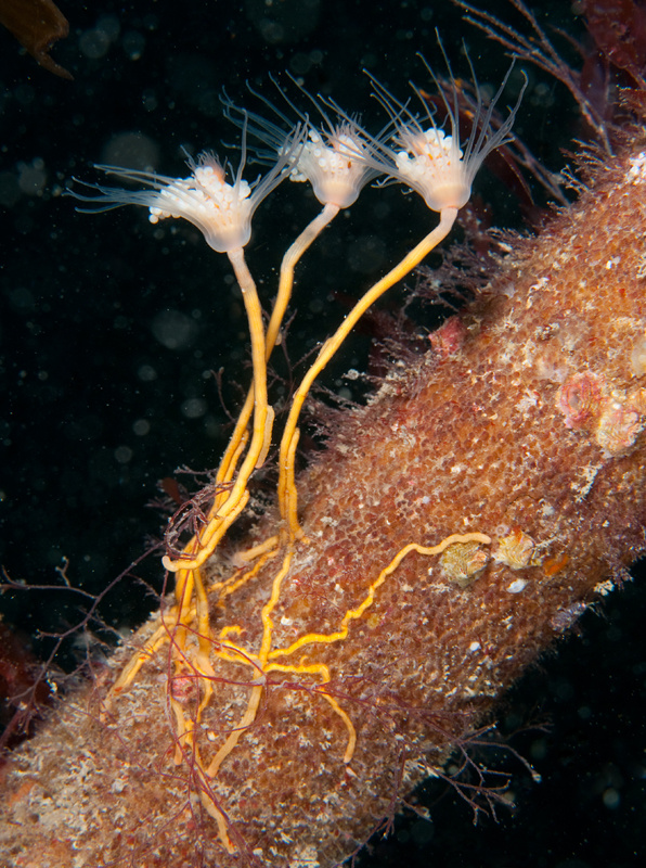 Tubularia larynx - Sea Firs (Hydrozoa)