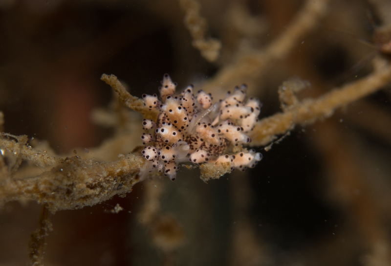 Doto coronata - Sea Slugs & Sea Hares (Nudibranchs etc)