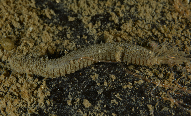 Pherusa plumosa - Worms (from various groups)