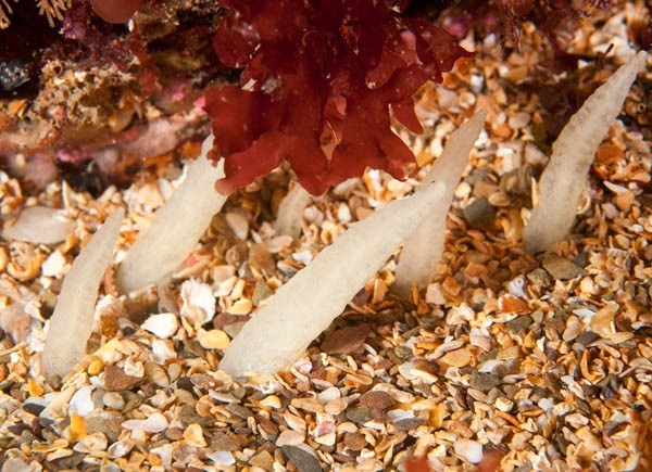 Ciocalypta penicillus - Sponges (Porifera)
