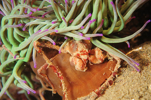 Inachus phalangium - Crabs, Lobsters, Shrimps & Prawns etc (Crustacea)