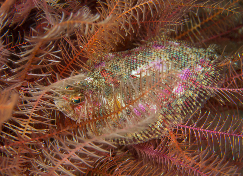 Phrynorhombus norvegicus - Fishes – bony and cartilagous (Pisces)