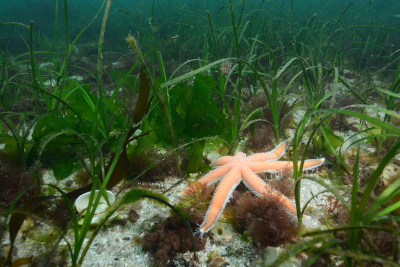 Seagrass bed (Scotland) 1 - Habitat Scenes