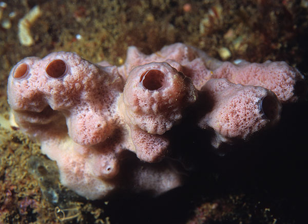 Haliclona sp - Sponges (Porifera)