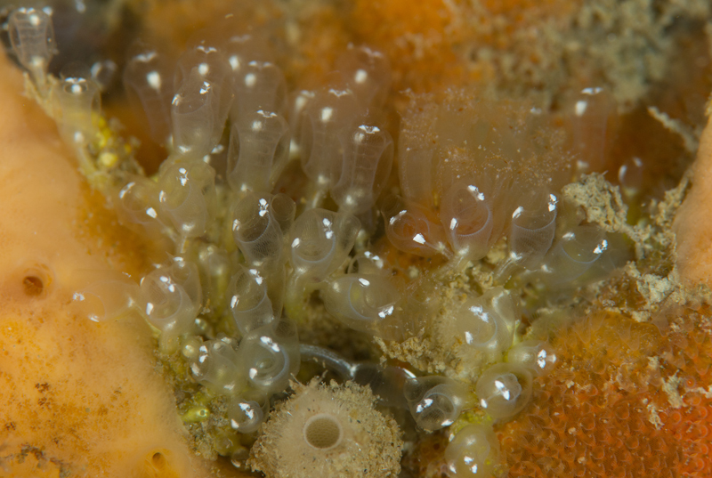 Pycnoclavella aurilucens white spots form - Sea Squirts (Tunicata)