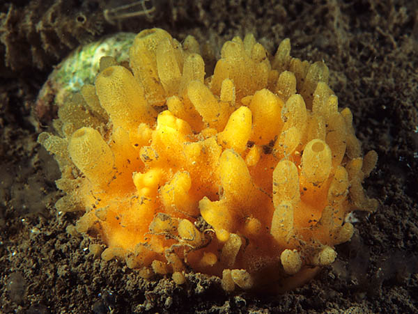 Polymastia boletiformis - Sponges (Porifera)