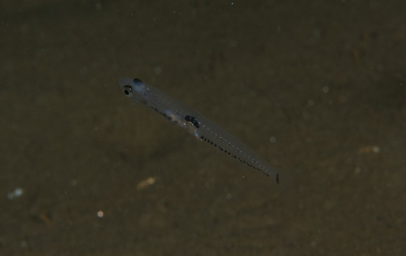 Crystallogobius linearis - Fishes – bony and cartilagous (Pisces)