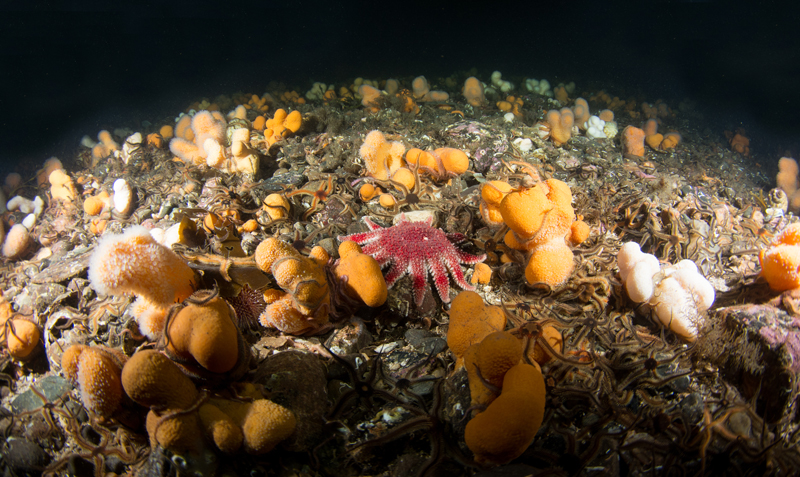 Scottish sea loch - Habitat Scenes