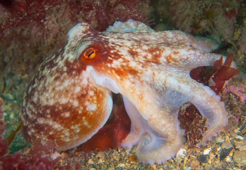 Eledone cirrhosa - Octopus, Squid & Cuttlefish (Cephalopoda)