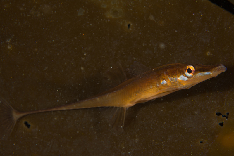 Spinachia spinachia - Fishes – bony and cartilagous (Pisces)