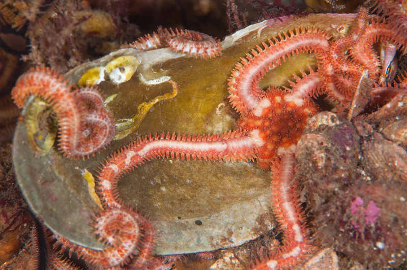 Ophiopholis aculeata - Starfish (Echinodermata)